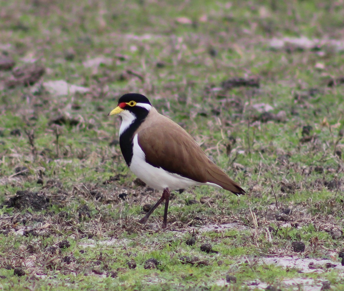 Banded Lapwing - ML621191790