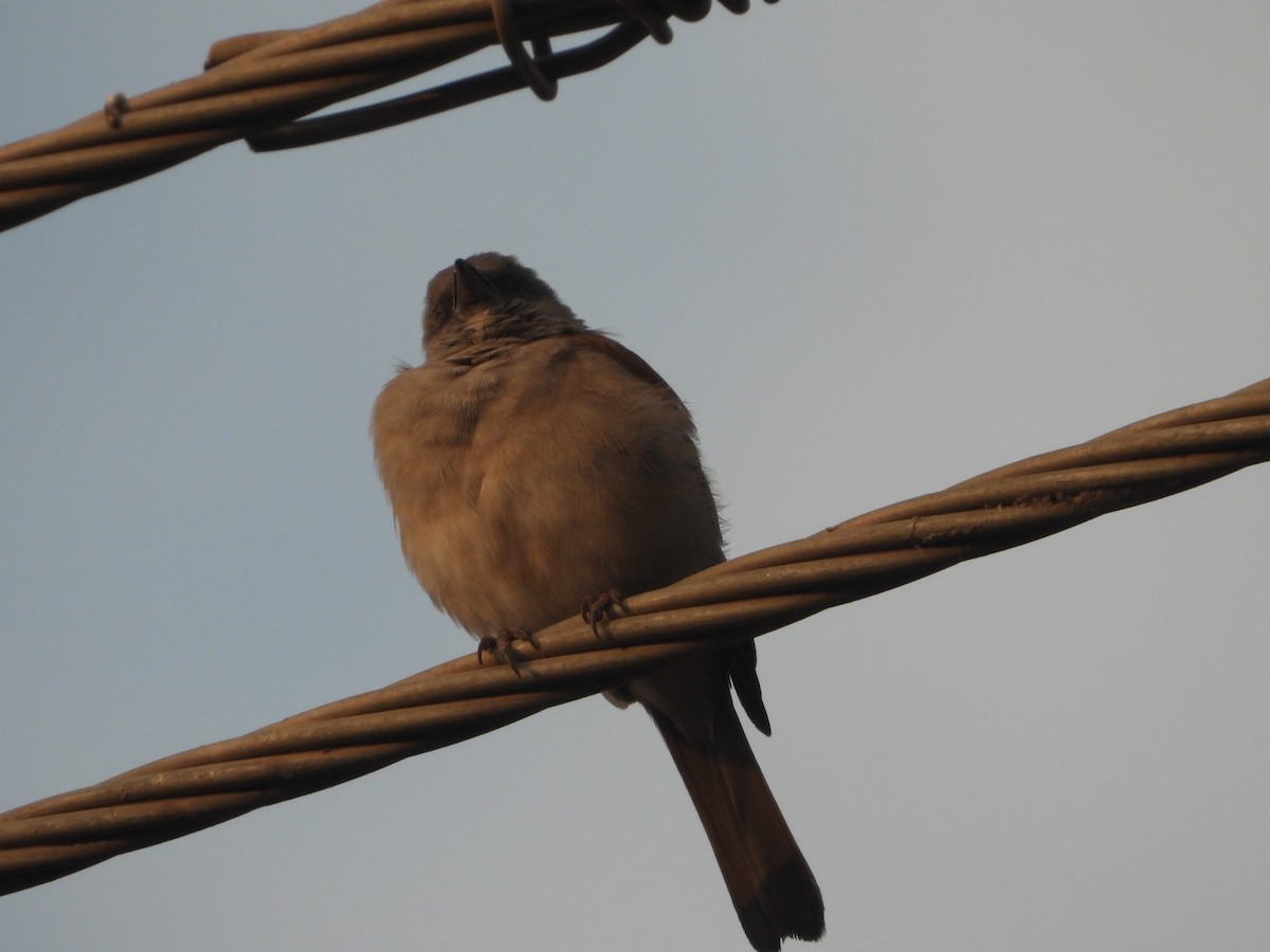 Northern Gray-headed Sparrow - ML621191795