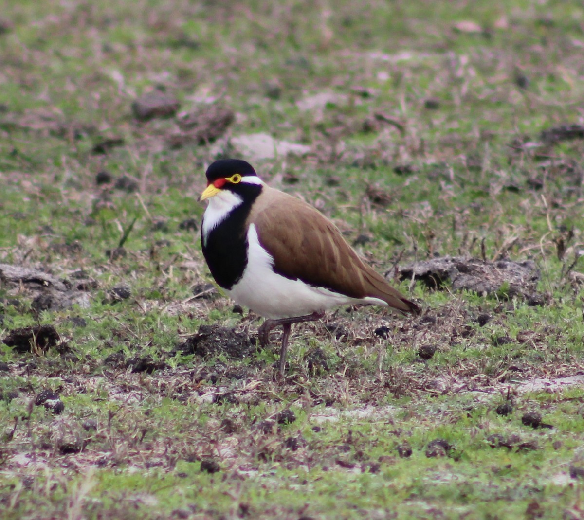 Banded Lapwing - ML621191798