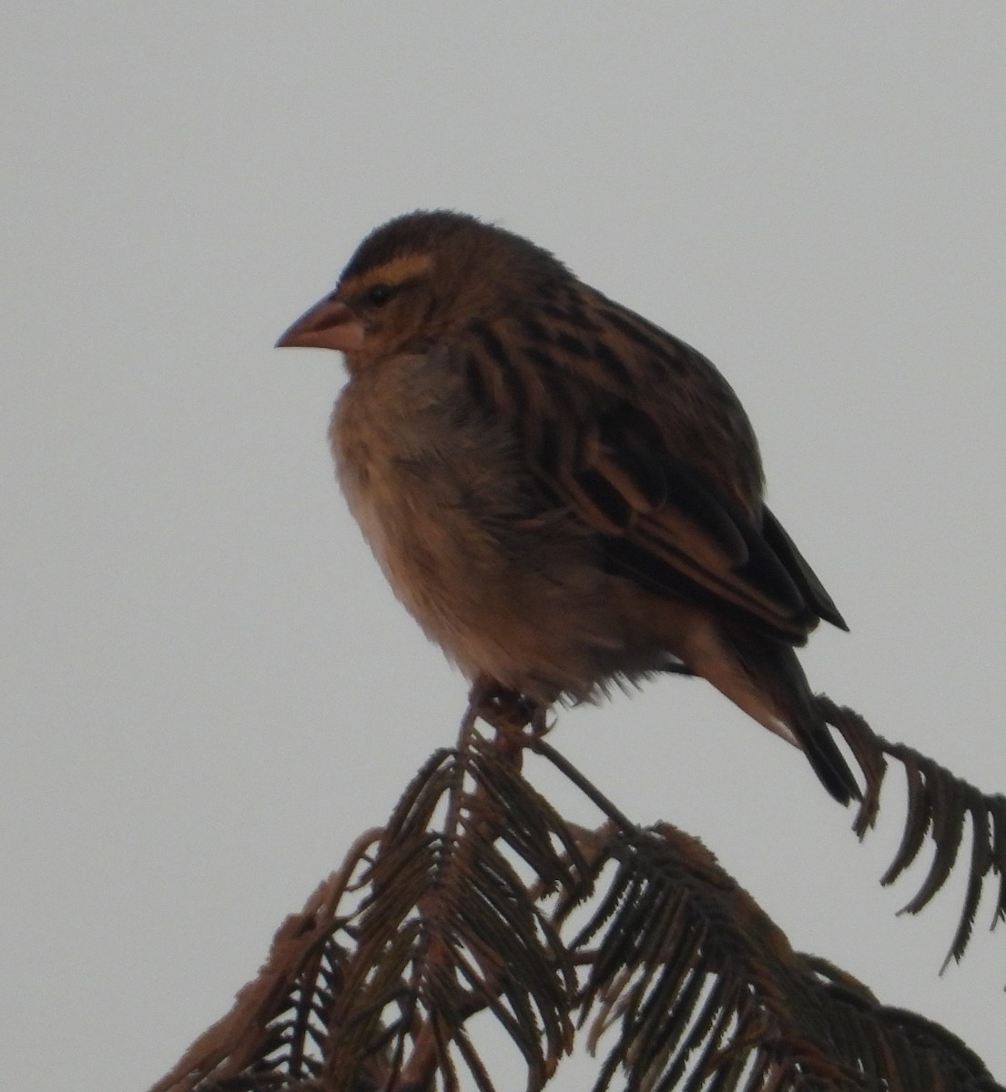 Red-collared Widowbird - ML621191817