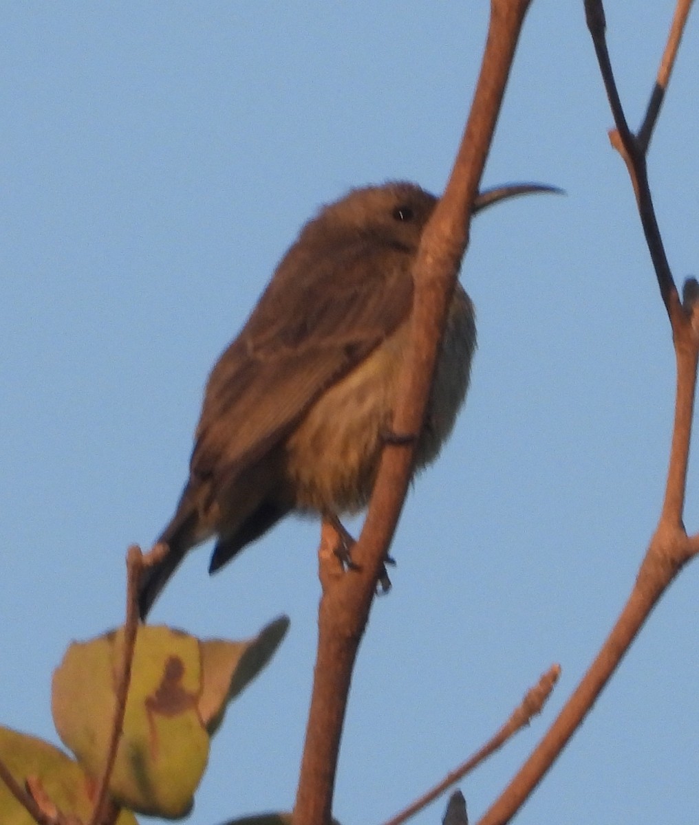 Amethyst Sunbird - ML621191825