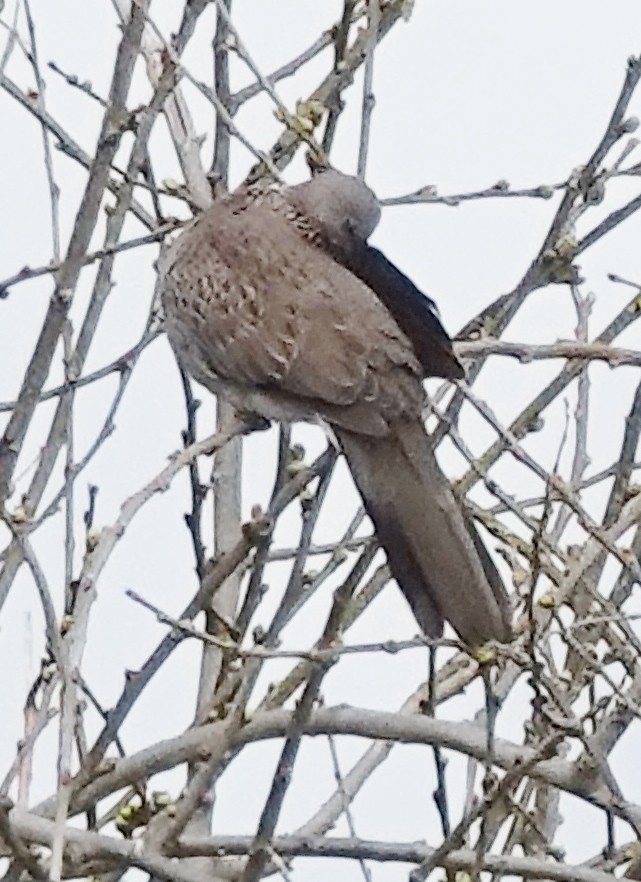 Spotted Dove - ML621191839