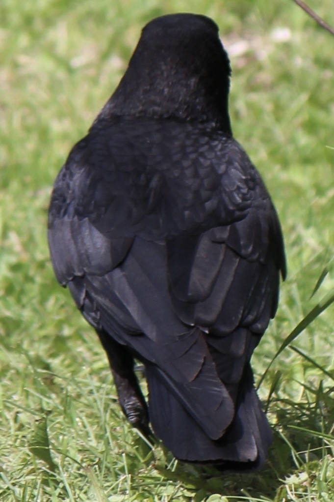American Crow - ML621191844