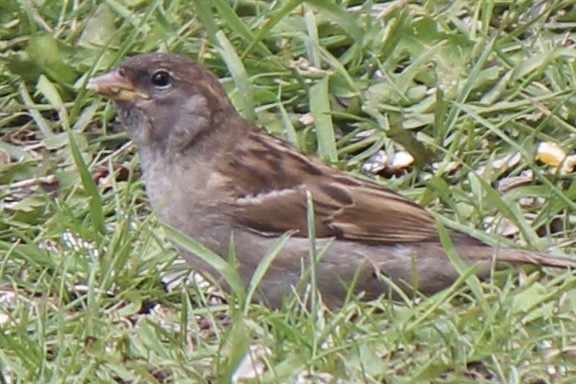 House Sparrow - ML621191869