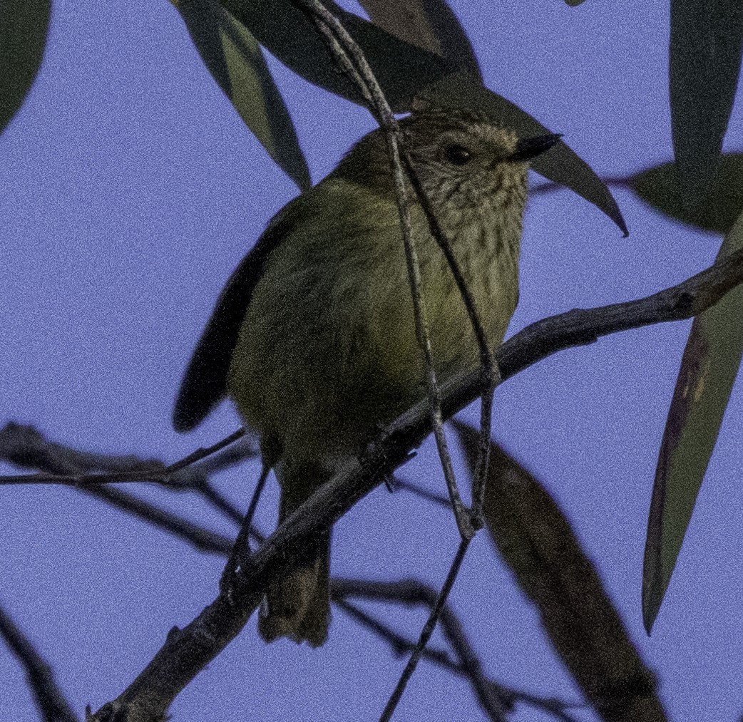 Striated Thornbill - ML621191889