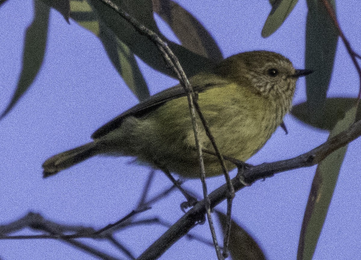 Striated Thornbill - ML621191890