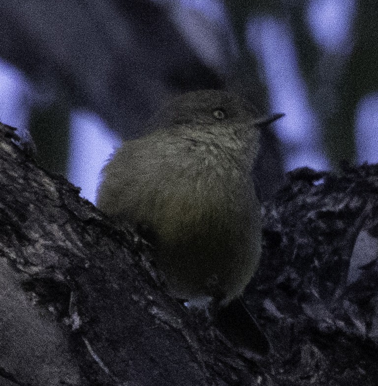 Buff-rumped Thornbill - ML621191895
