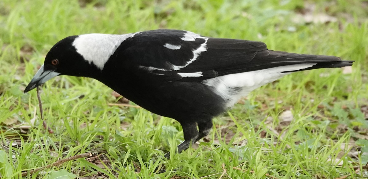 Australian Magpie (Black-backed) - ML621191896