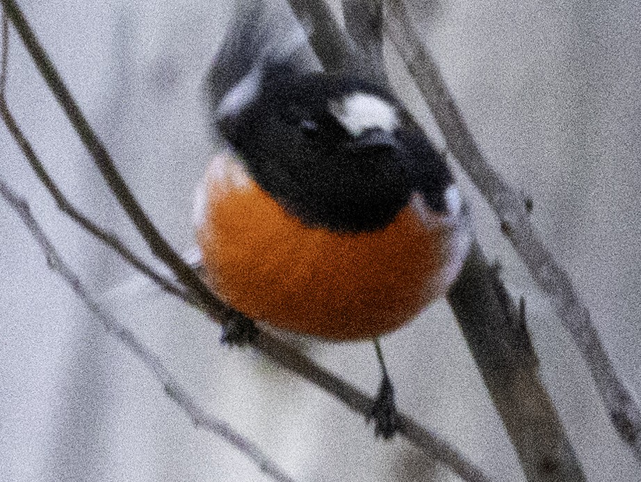 Scarlet Robin (Scarlet) - ML621191899