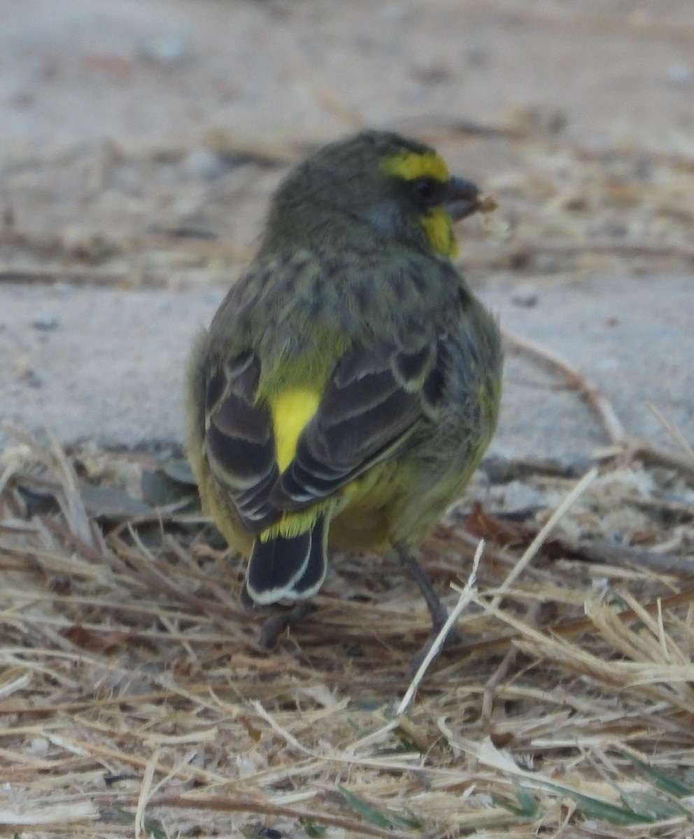 Yellow-fronted Canary - ML621191901