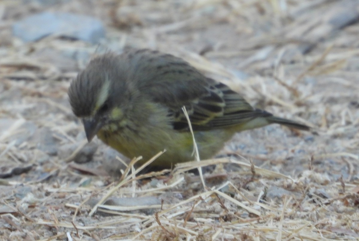 Yellow-fronted Canary - ML621191902