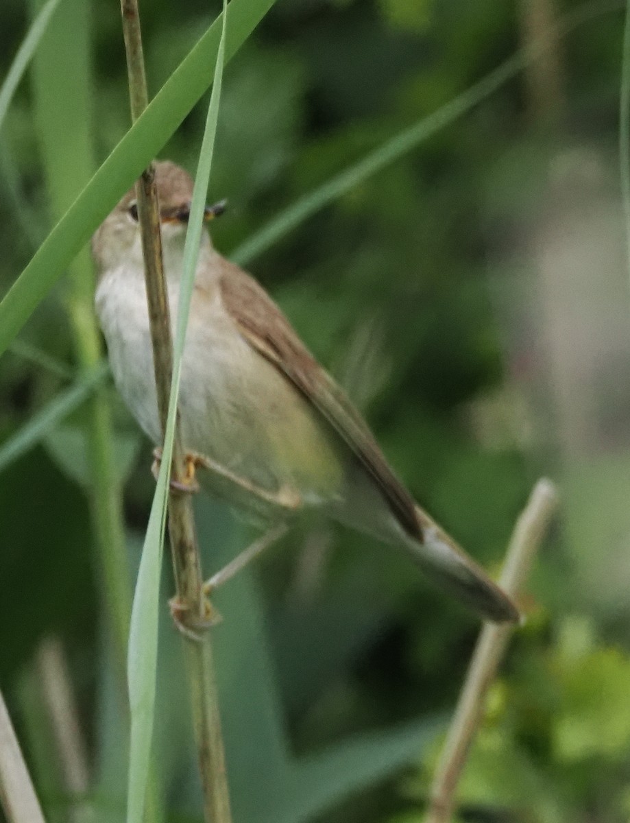 Common Reed Warbler - ML621191905