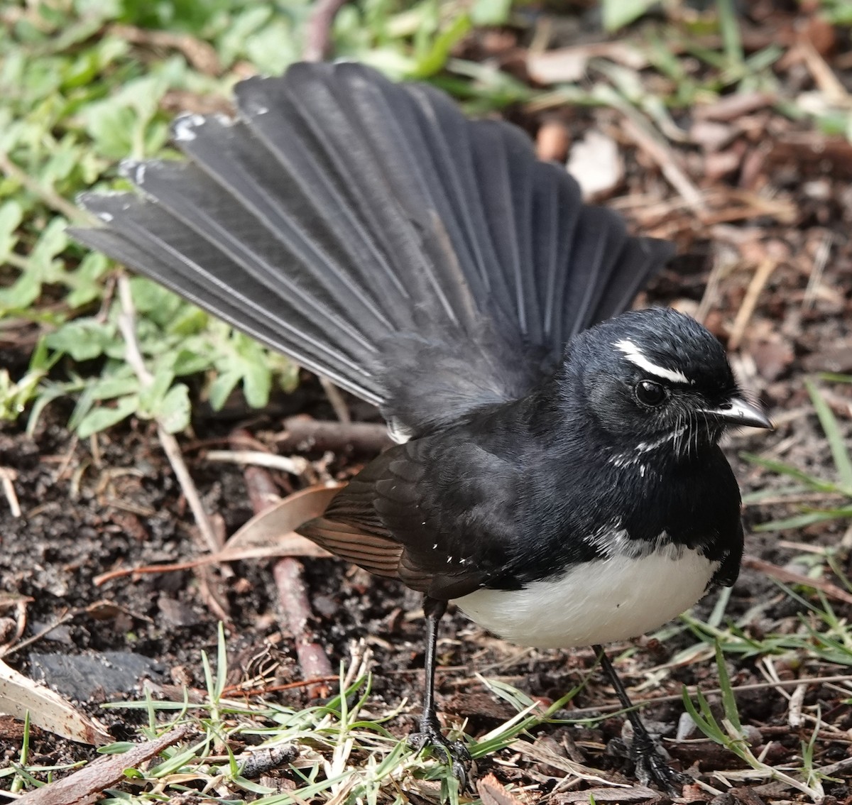 Willie-wagtail - ML621191907