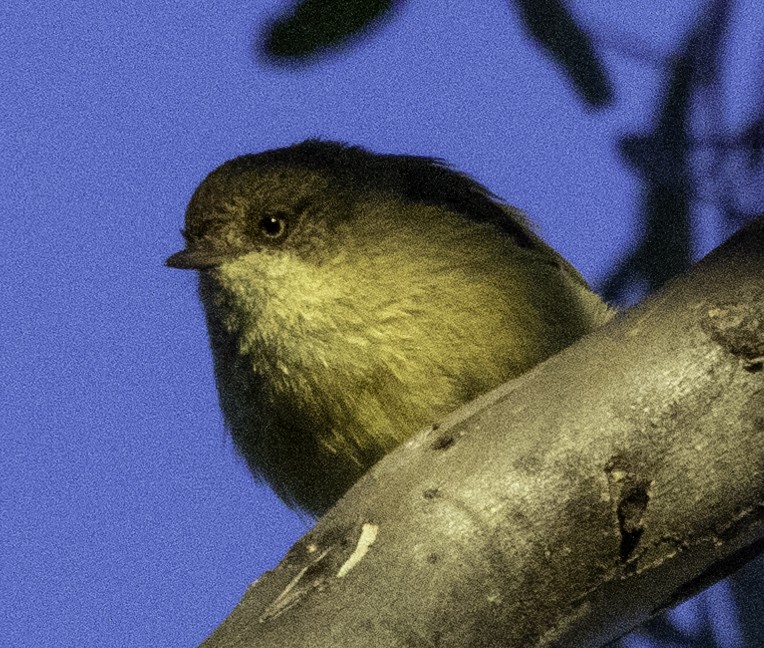 ウグイストゲハシムシクイ - ML621191908