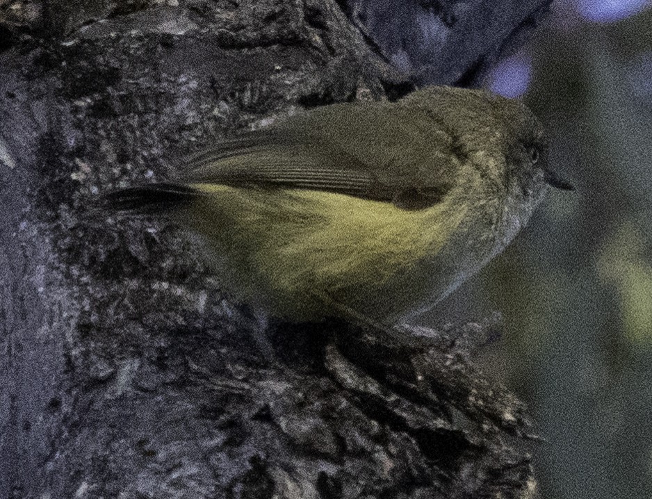 Buff-rumped Thornbill - ML621191909