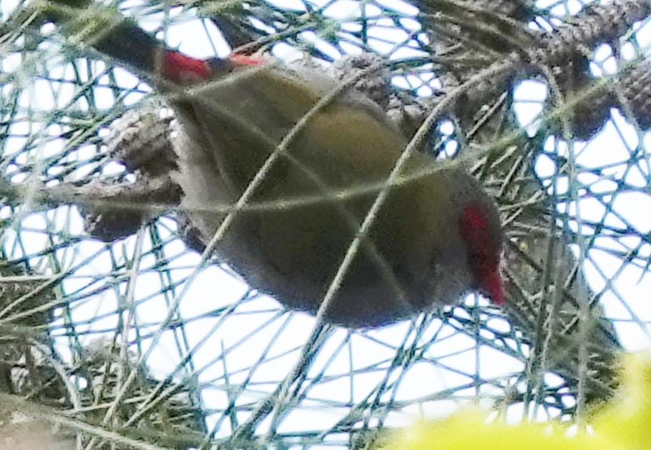 Red-browed Firetail - ML621191925