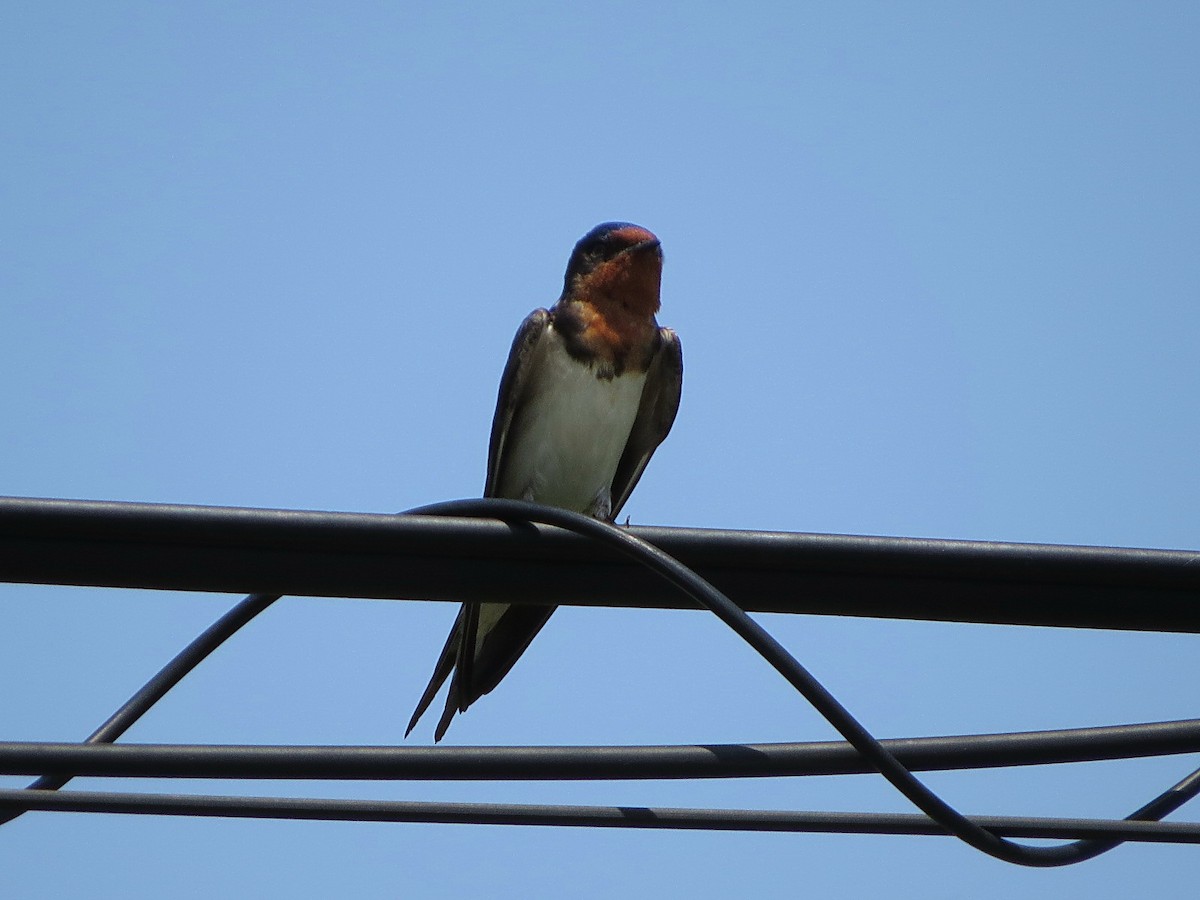 Barn Swallow - ML621191943