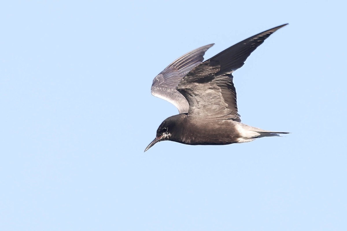 Black Tern - ML621191988