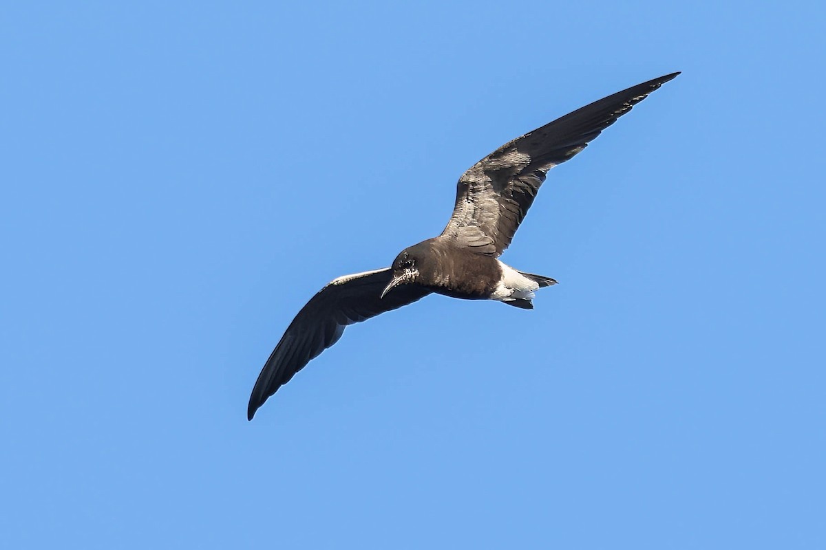 Black Tern - ML621191991
