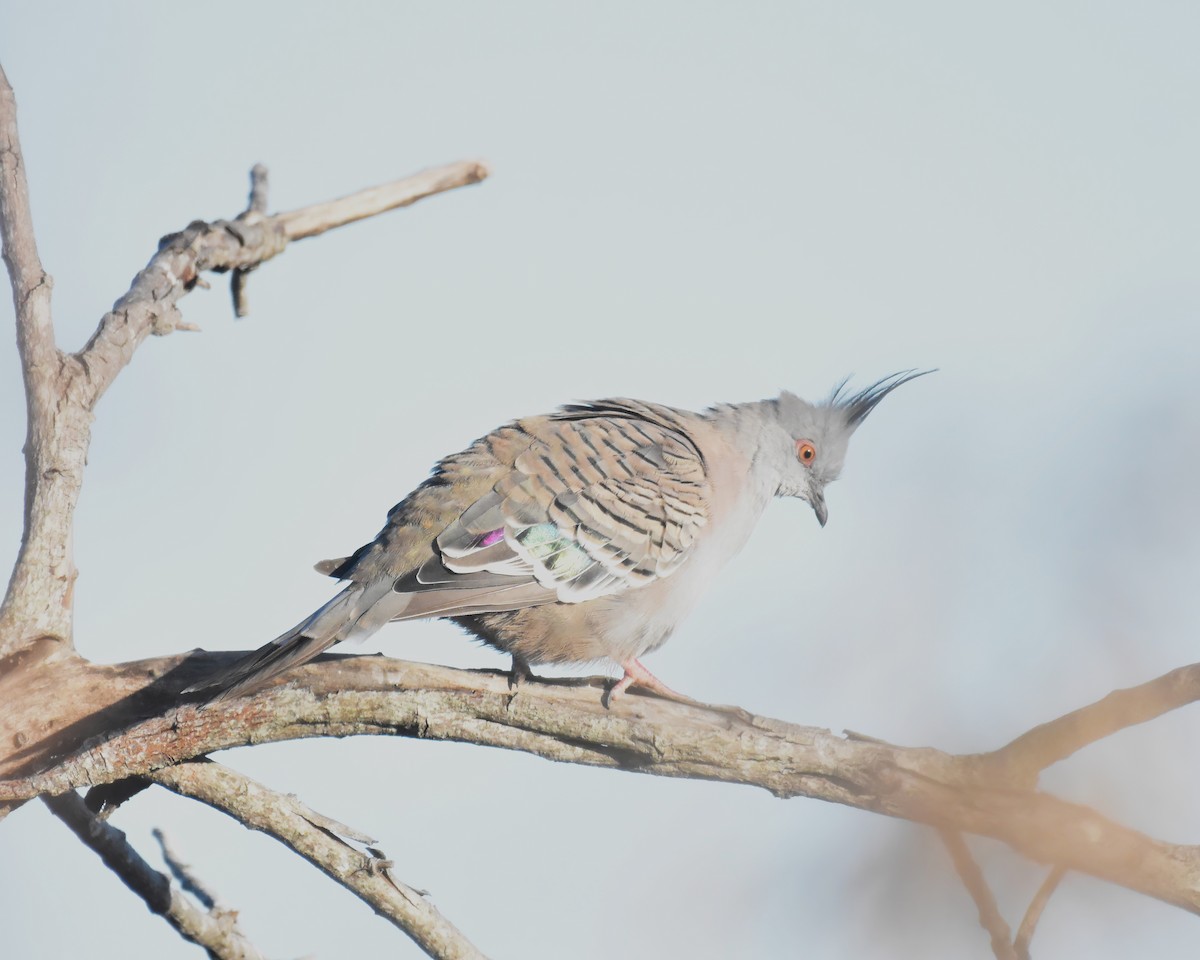 Crested Pigeon - ML621191999