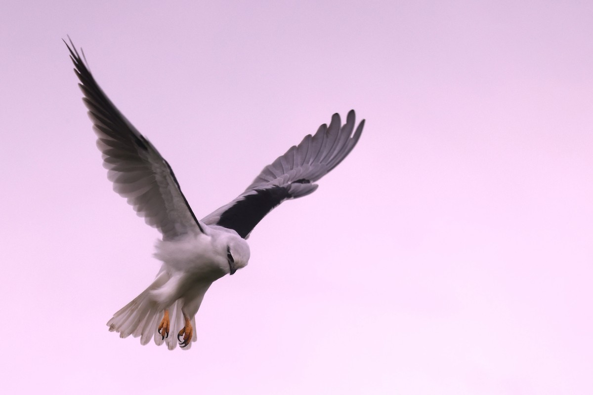 Black-shouldered Kite - ML621192009