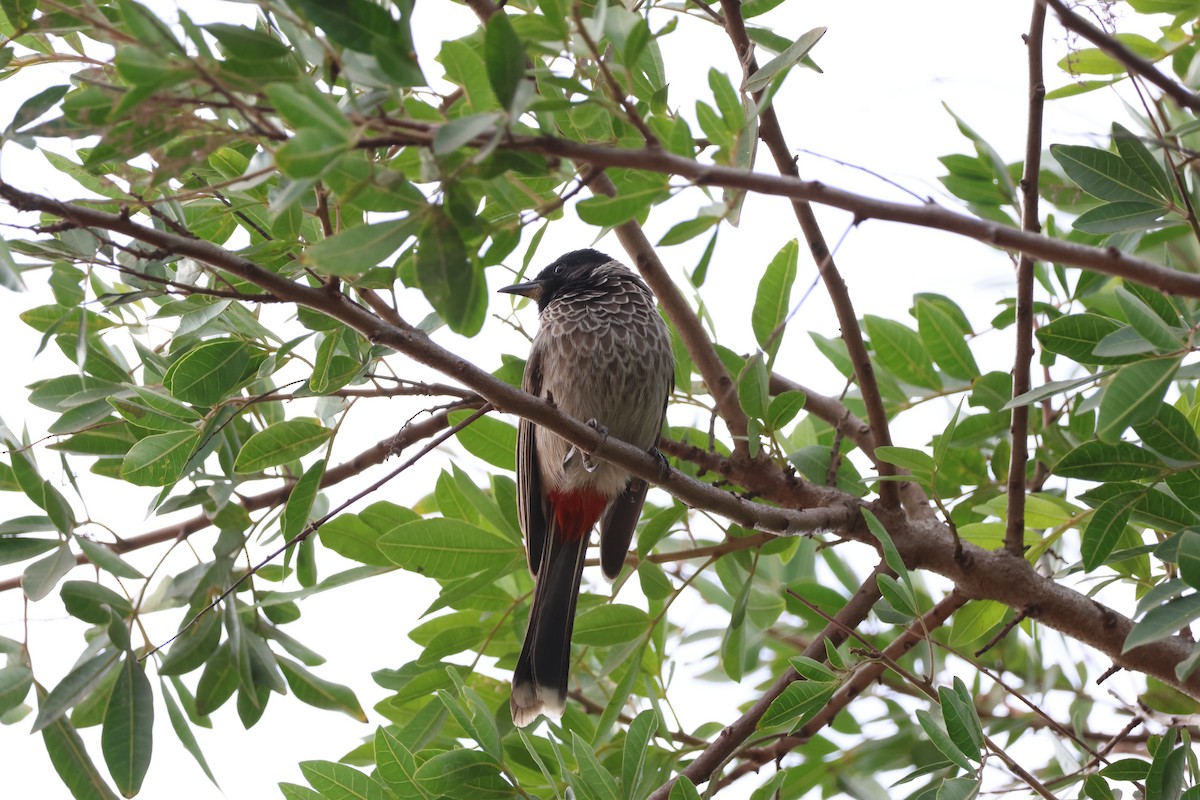 Red-vented Bulbul - ML621192016