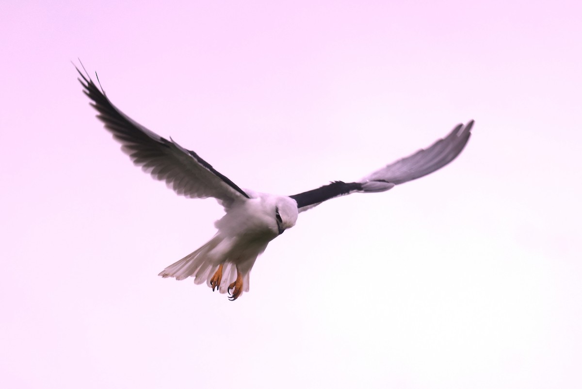 Black-shouldered Kite - ML621192024