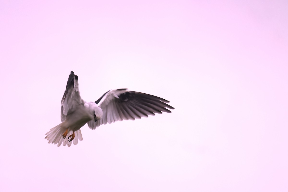 Black-shouldered Kite - ML621192029