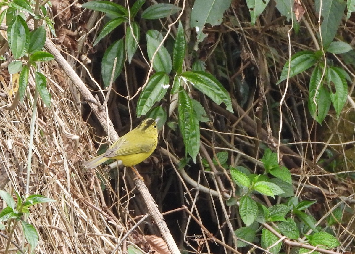 Green-crowned Warbler - ML621192036