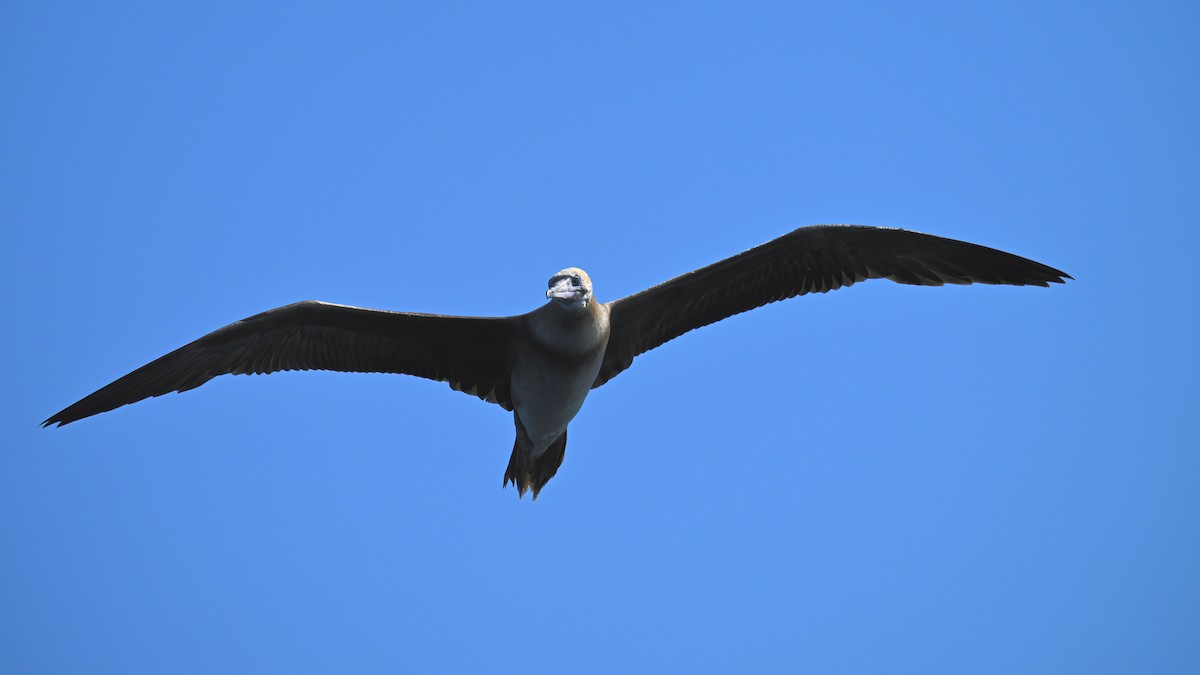Red-footed Booby - ML621192065