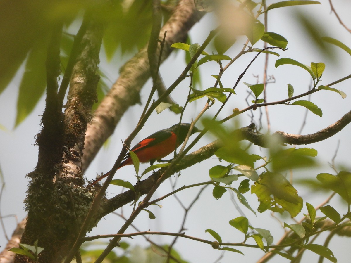 赤紅山椒鳥 - ML621192072