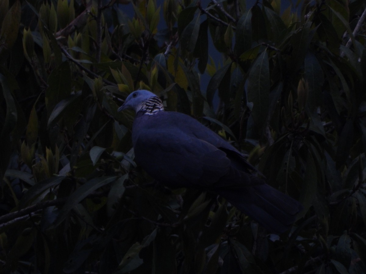 Ashy Wood-Pigeon - ML621192092