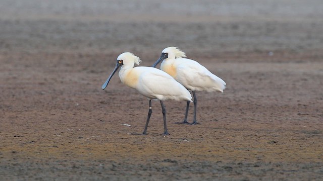 Black-faced Spoonbill - ML621192096