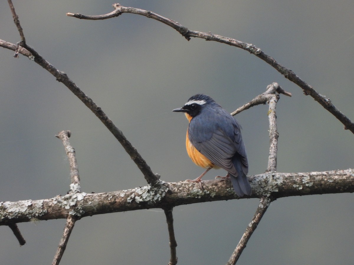 Indian Blue Robin - ML621192103