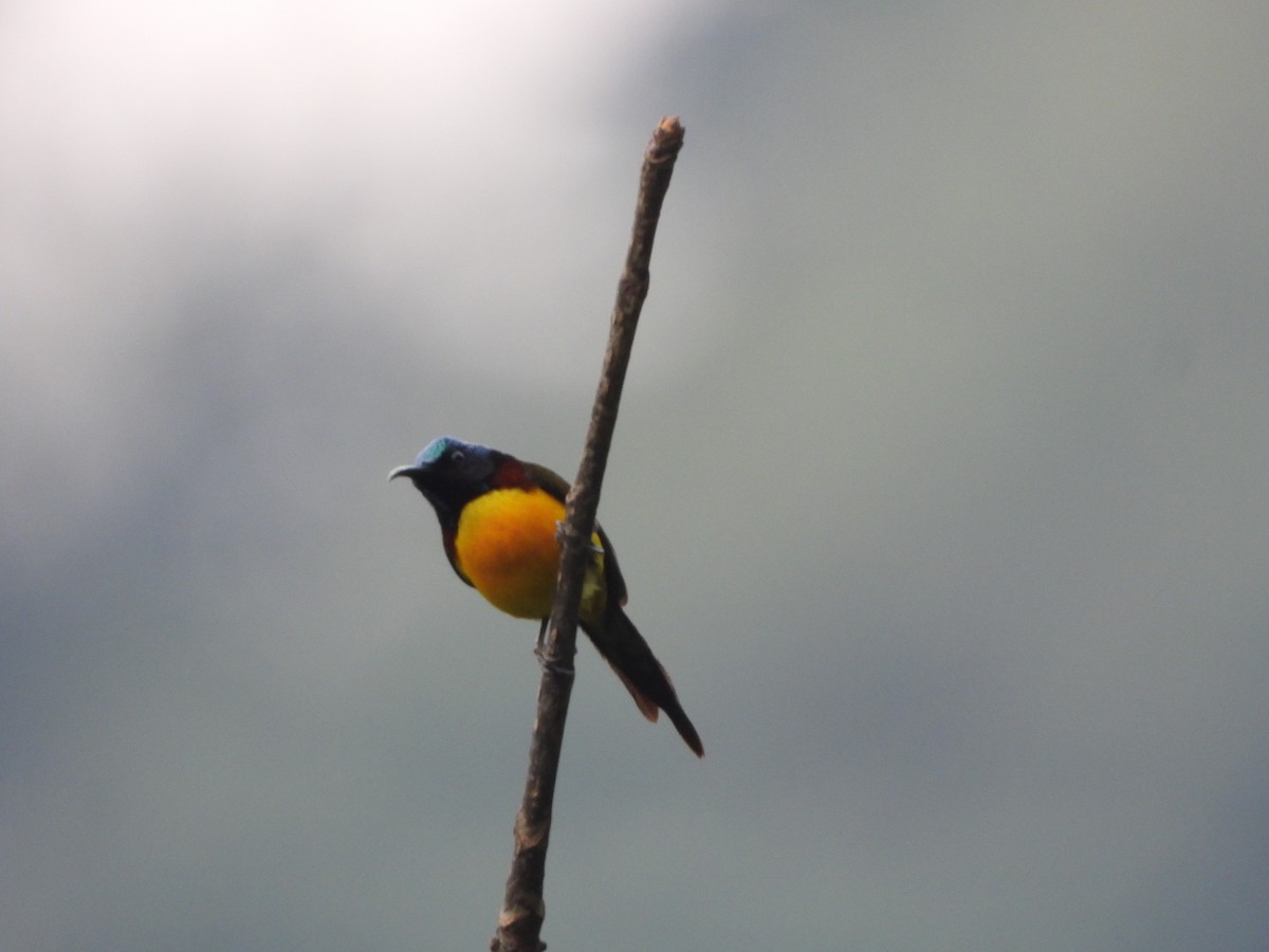 Green-tailed Sunbird - ML621192107