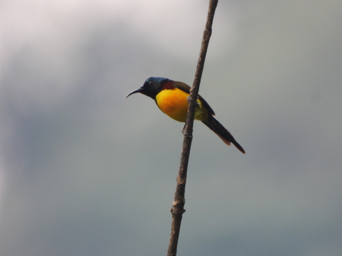 Green-tailed Sunbird - ML621192108