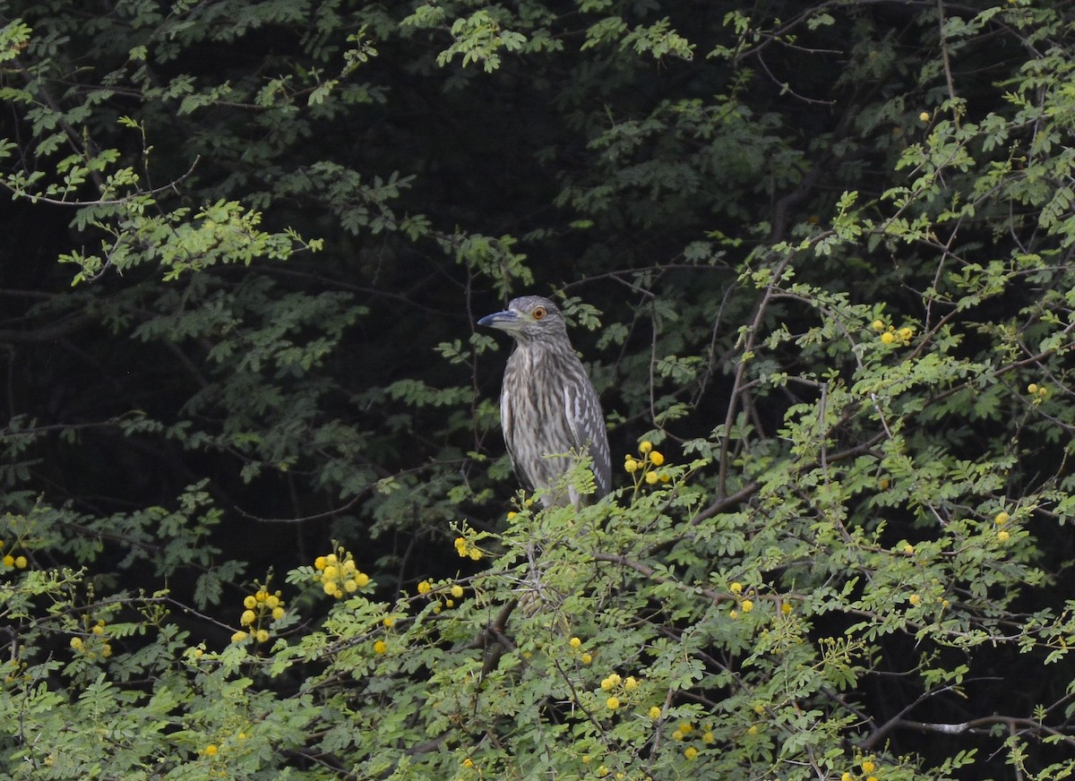 Black-crowned Night Heron - ML621192121