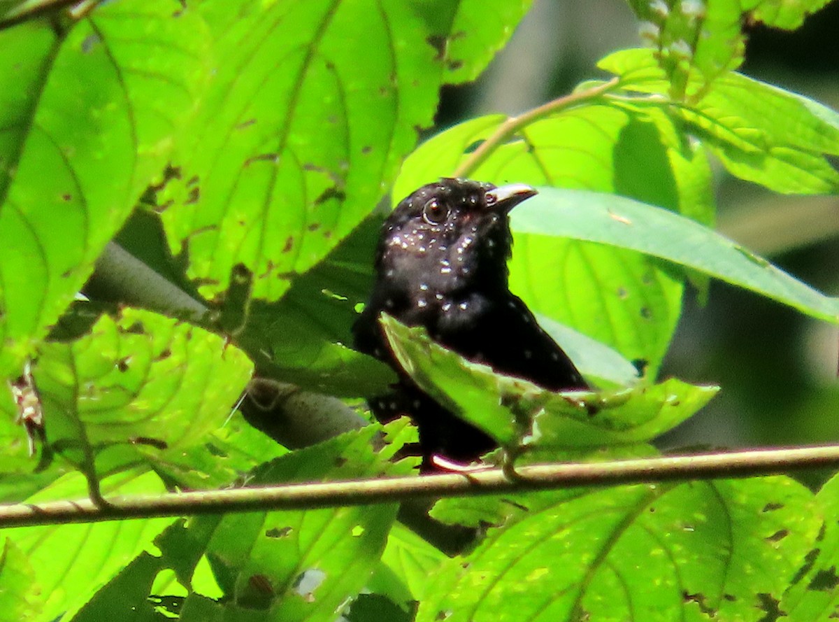 Square-tailed Drongo-Cuckoo - ML621192130