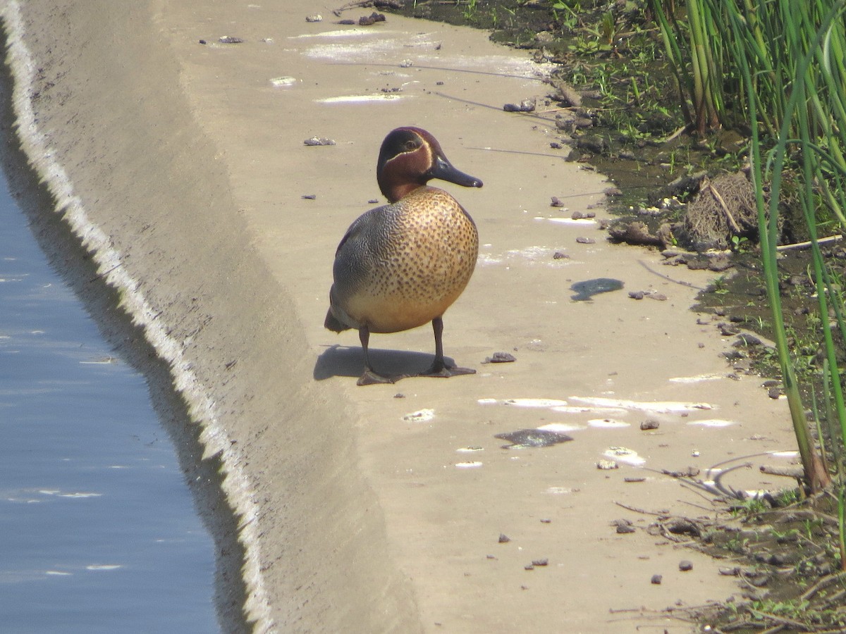 Green-winged Teal - ML621192167