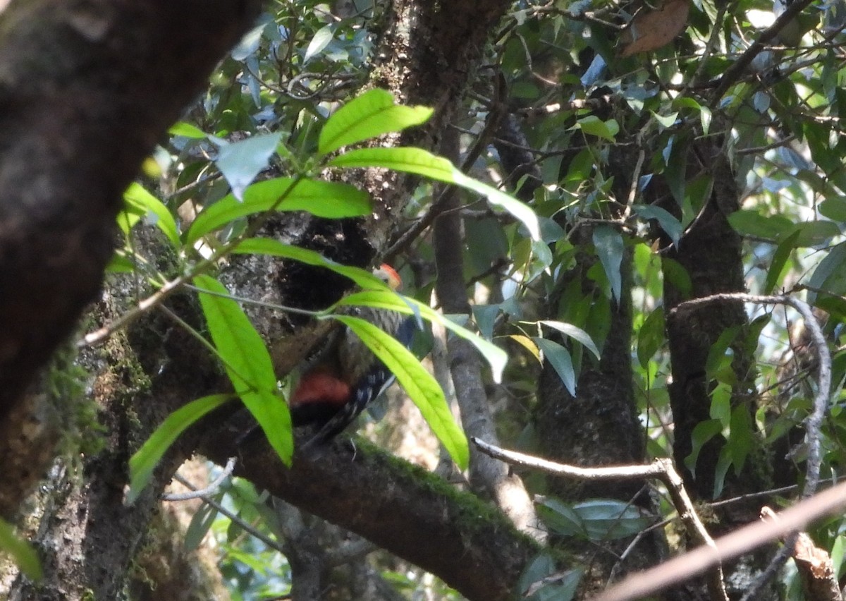 Darjeeling Woodpecker - ML621192175