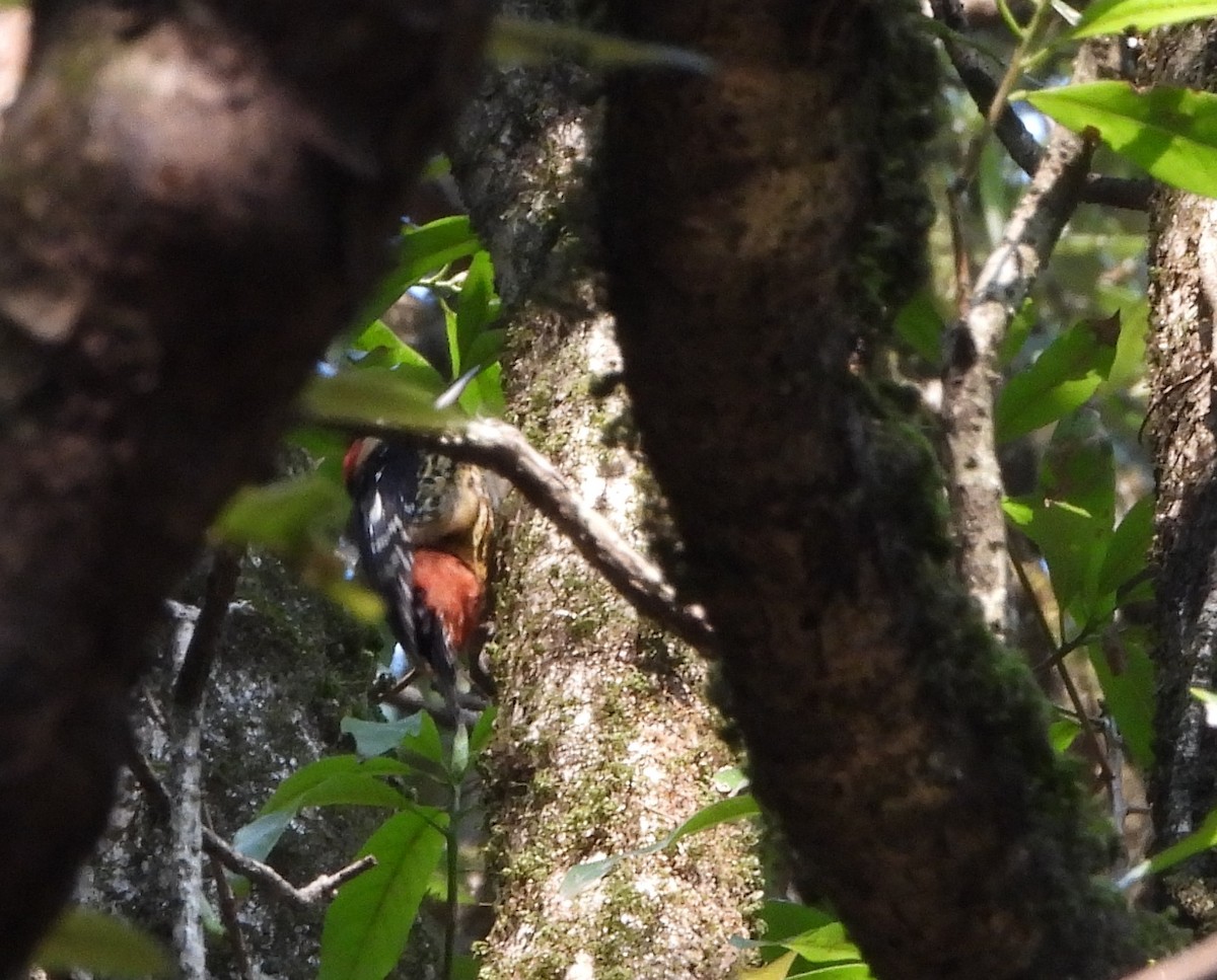 Darjeeling Woodpecker - ML621192176