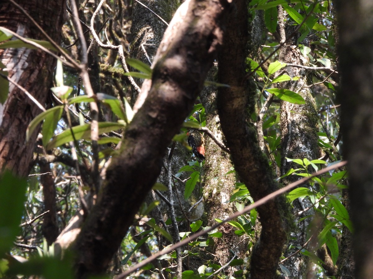 Darjeeling Woodpecker - ML621192177