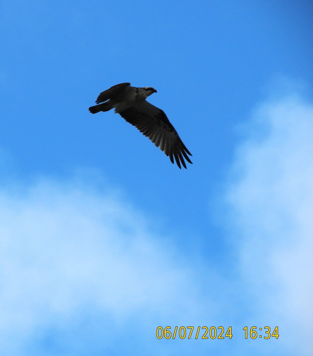 Águila Pescadora (Australia) - ML621192178