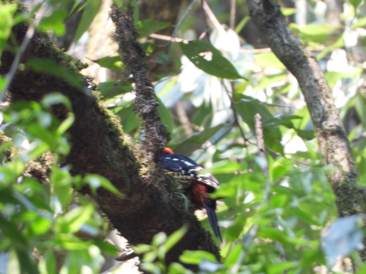 Darjeeling Woodpecker - ML621192183