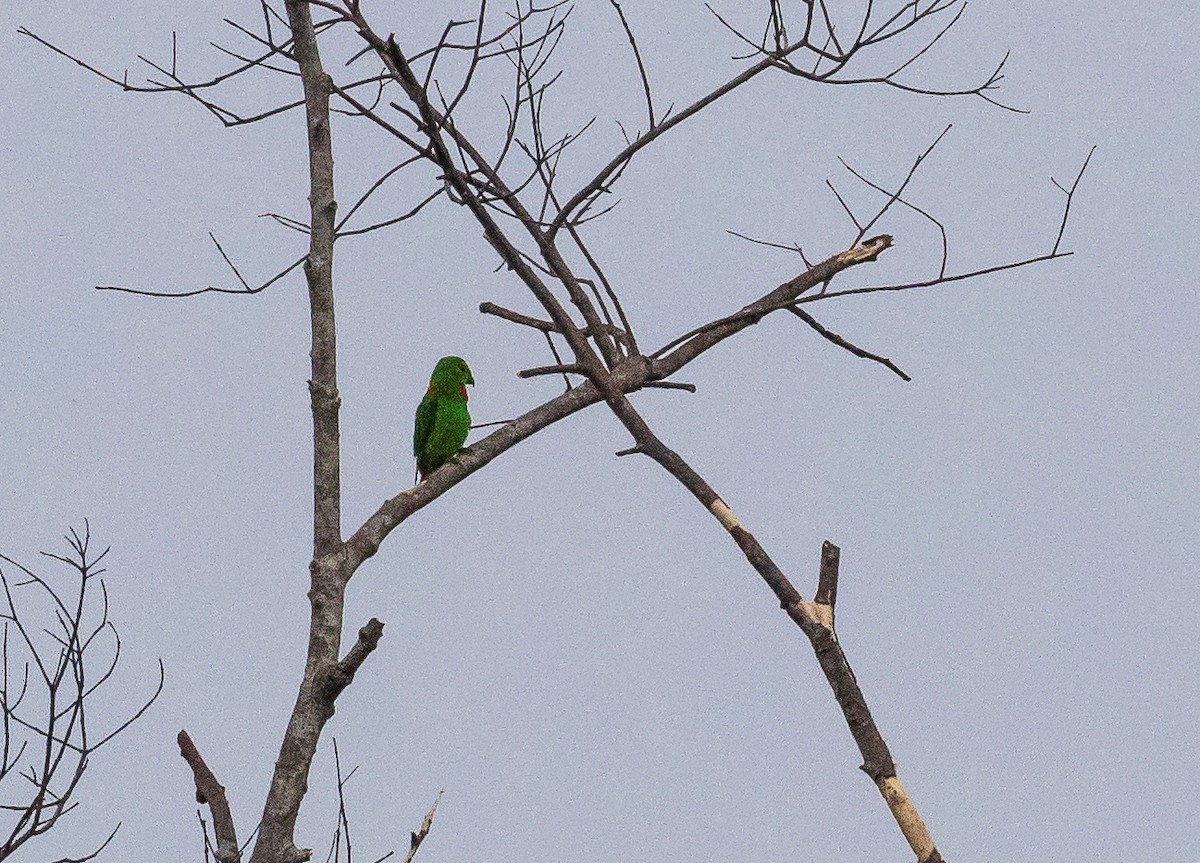 Blue-crowned Hanging-Parrot - ML621192204