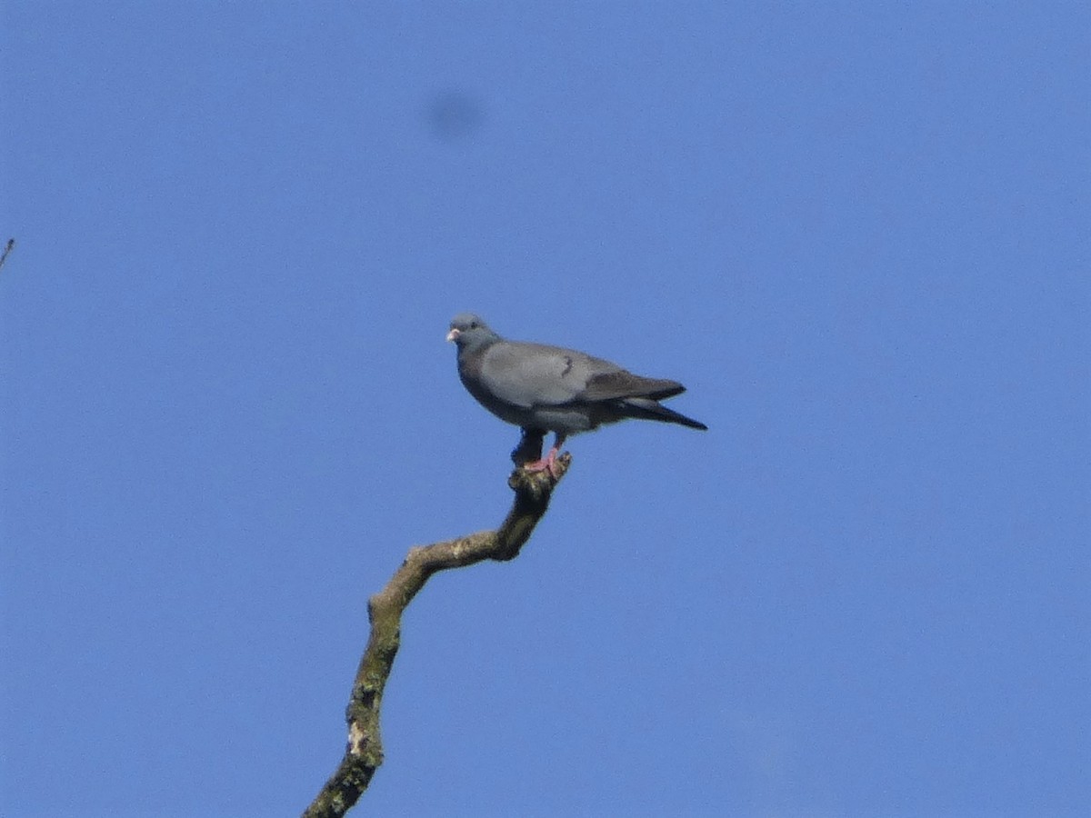 Pigeon colombin - ML621192205