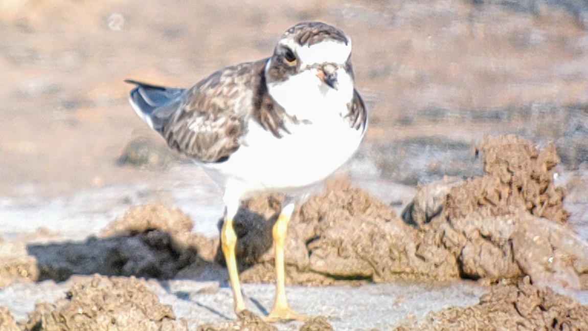 Semipalmated Plover - ML621192207