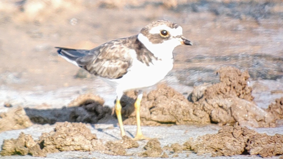 Semipalmated Plover - ML621192208