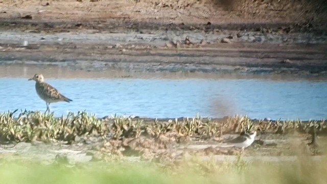 Semipalmated Plover - ML621192209