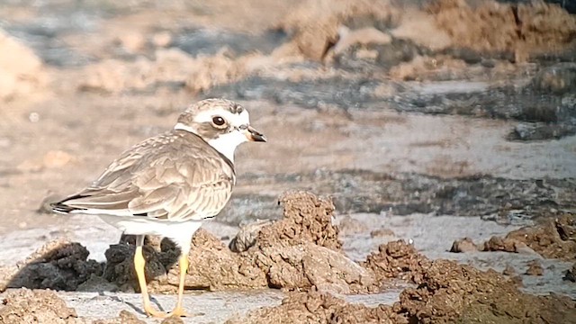 Semipalmated Plover - ML621192211